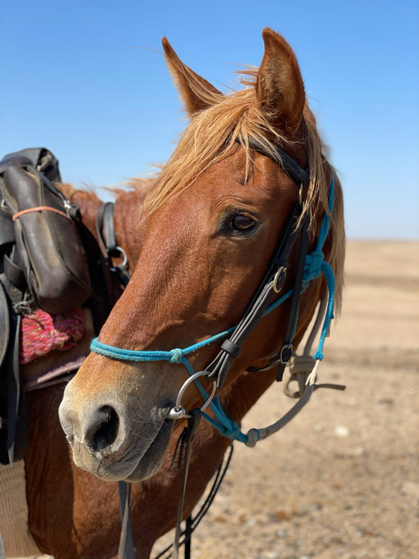 Namibia horse safari review