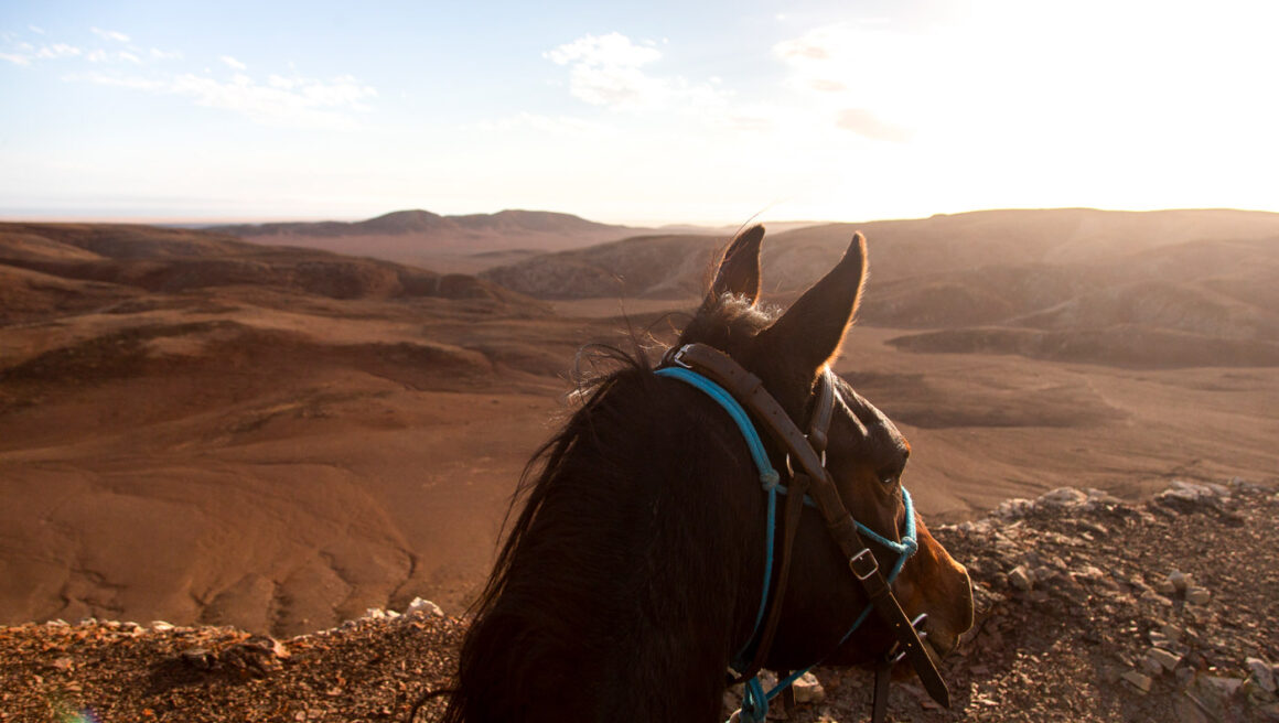 desert horse safari in Namibia