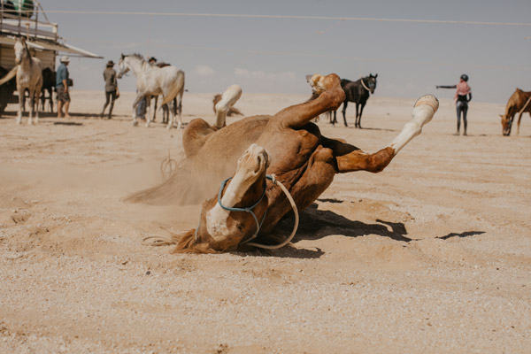 Namibia safari horses