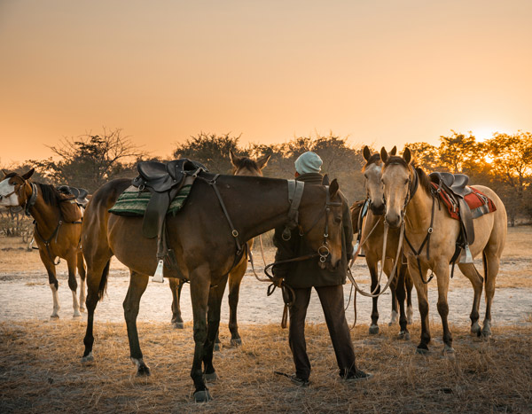Zambia horse safari