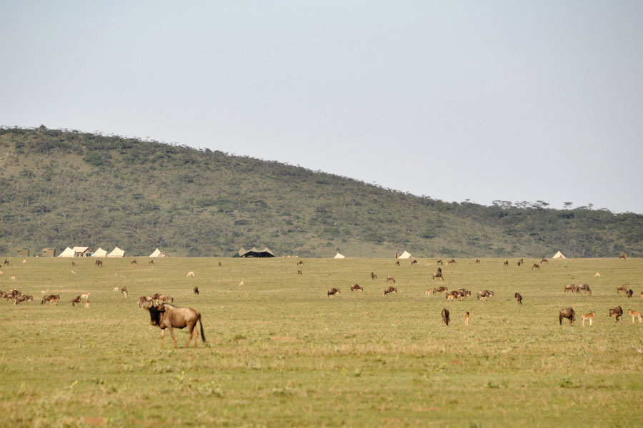 Tanzania horse safaris