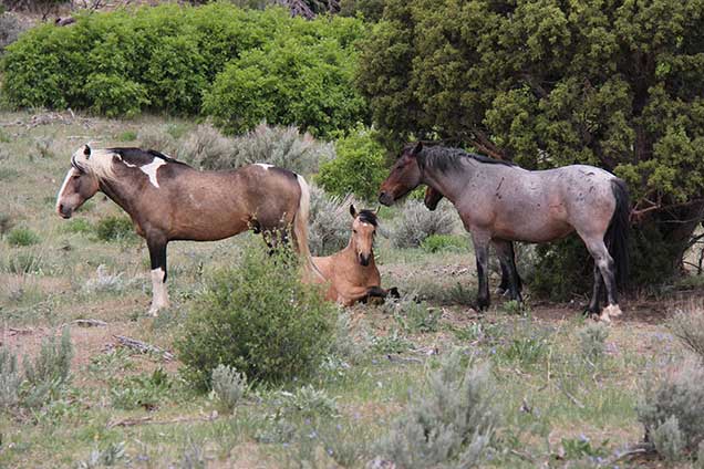 wild horses of colorado