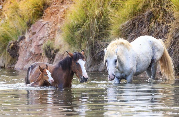 Salt river wild horses in Arizona